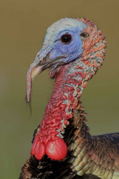 FL, Indian Lake Estates Wild male turkey head